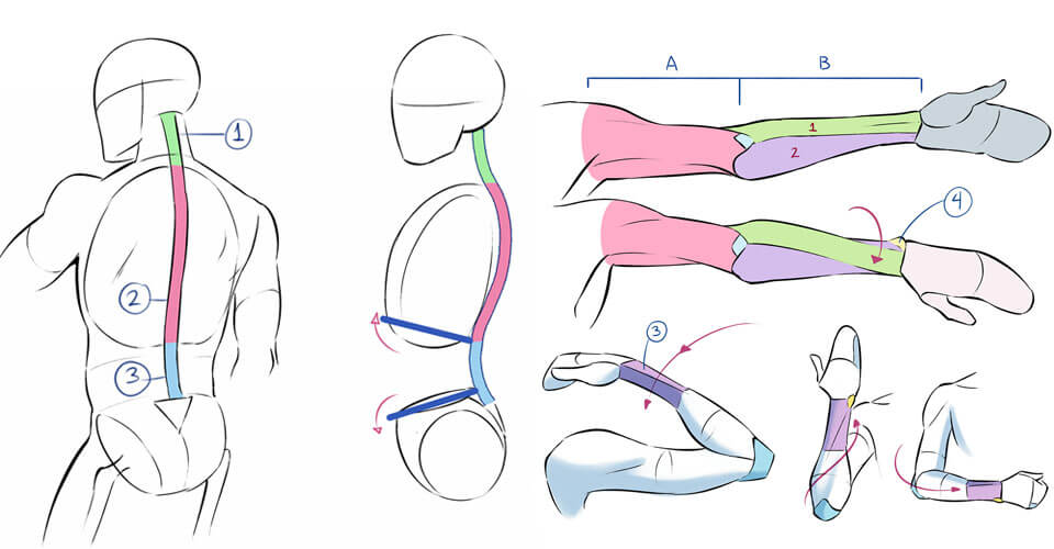 Cómo dibujar el cuerpo humano. 5 libros de anatomía artística - Beatrizxe