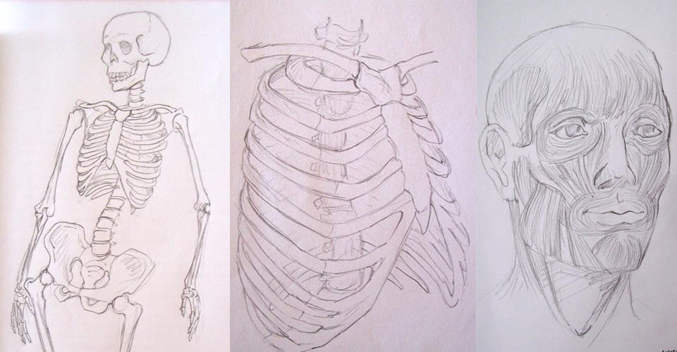 Recursos Gratuitos para Aprender Dibujo Anatómico