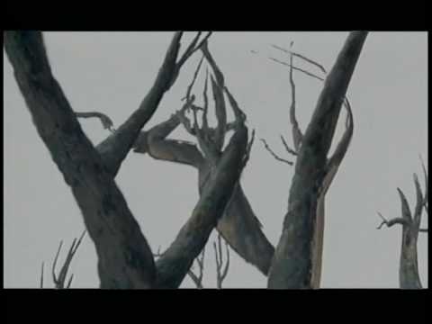 Tarzan Deep Canvas Demo