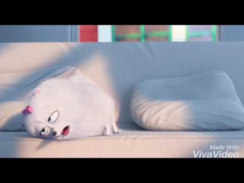 LA VIDA SECRETA DE TUS MASCOTAS Tráiler Español Latino