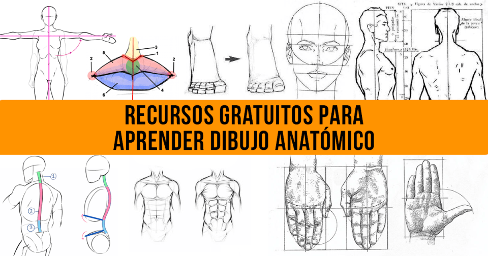 Recursos Gratuitos para Aprender Dibujo Anatómico