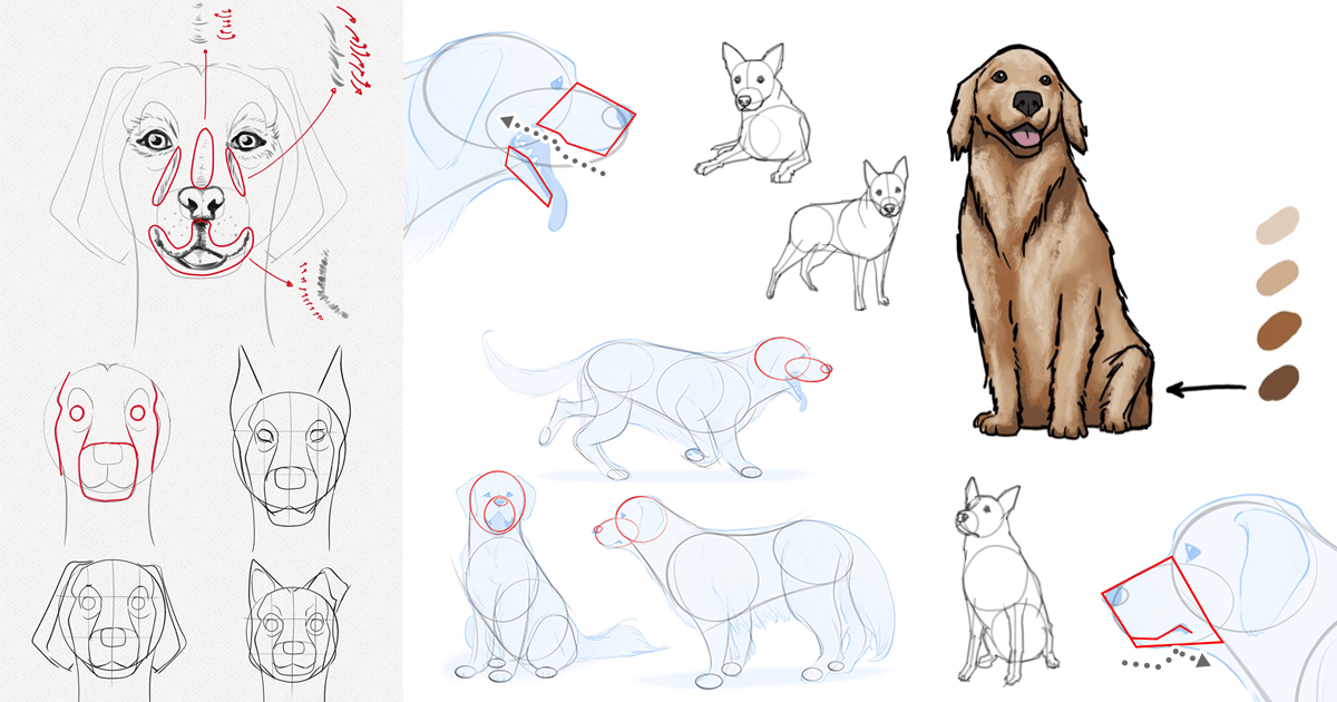 Como Dibujar un Perro Guías, Tutoriales y Recursos de animales realistas paso a paso Como Dibujar un Perro Guías, Tutoriales y Recursos